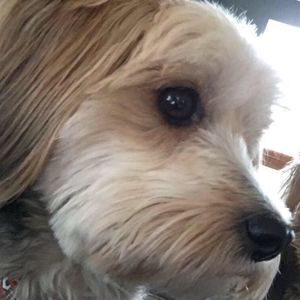 Meet your Posher, Colon